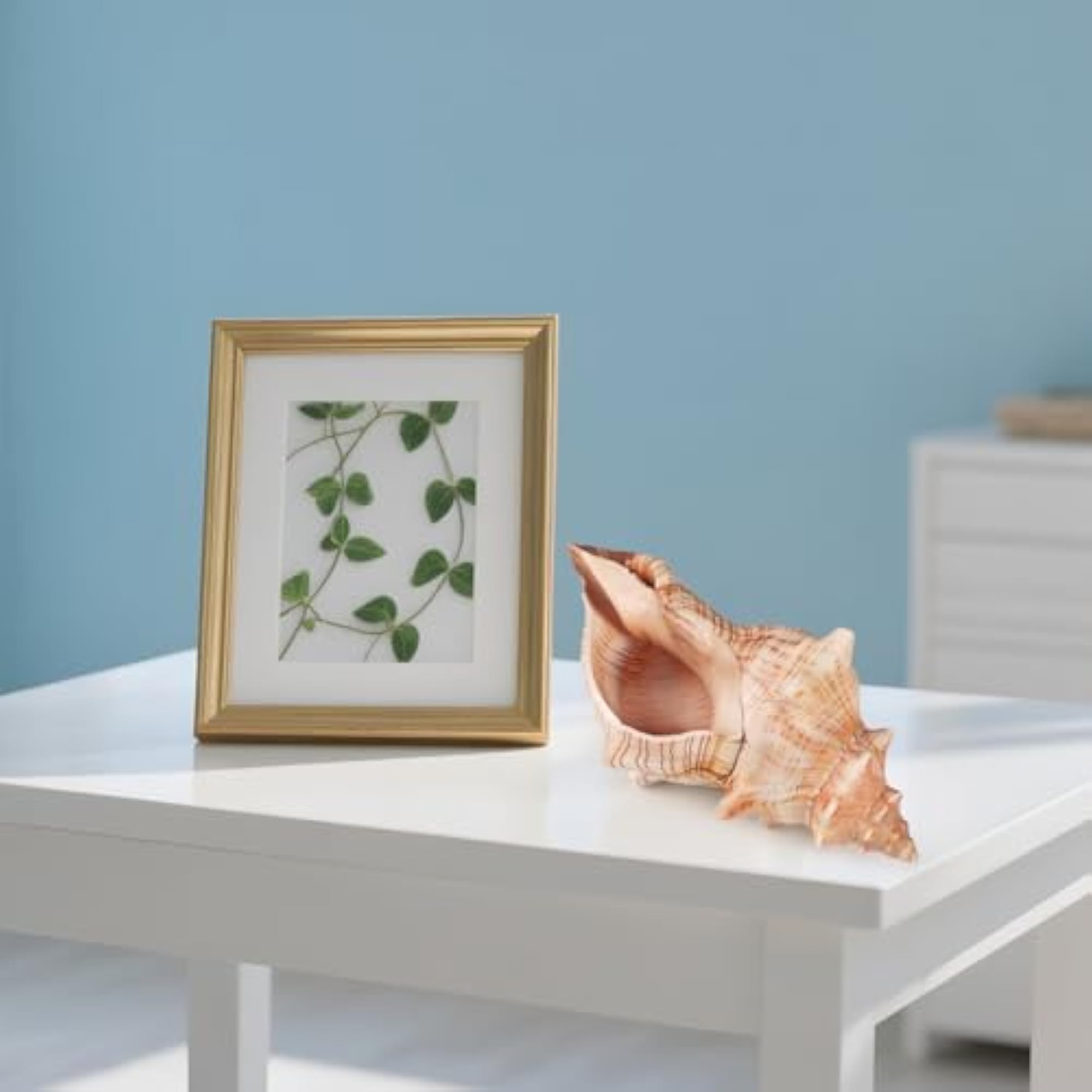 Giant Natural Conch Shell, Striped Fox Conch Seashell