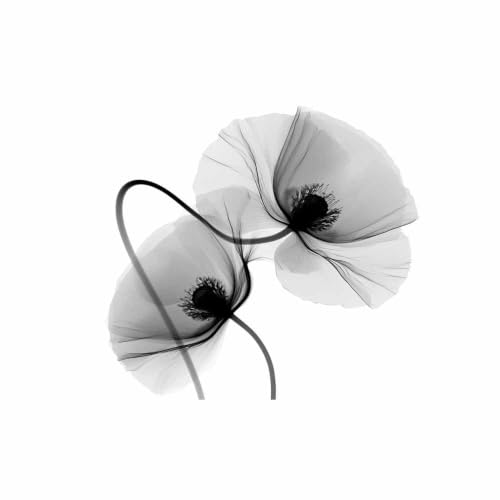 Décoration murale coquelicots monochromes pour sublimer le bureau ou le salon 40x60cm
