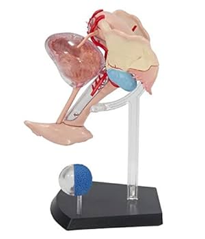 Amazon.com: Famemaster 4D-Vision Human Female Reproductive