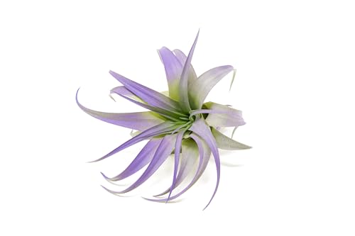 Purple Colorful Tillandsia Air Plants - Long Lasting Color Enhanced Live Tillandsia Succulent House Plants - Home and Garden Decor - Easy Care Indoor and Outdoor (Brachycaulos Abdita Single)