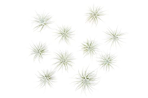Air Plant Shop 10 Pack Rare Tectorum Ecuador