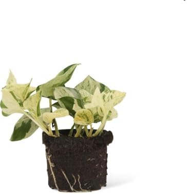 Pothos Happy Leaf Planta Epipremnum Marble Queen Poto Variegata