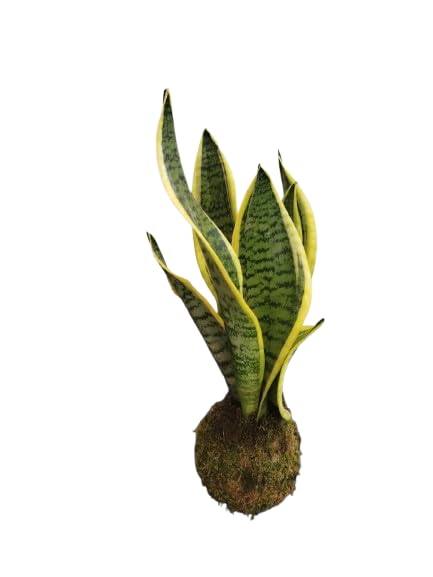 DECOALIVE Kokedama de Sansevieria Laurentii – Planta Natural para Hogar y Oficina