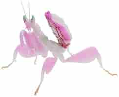 カマキリ図案　珍しい柄　共箱付き カマキリ図案 珍しい柄 共箱付き