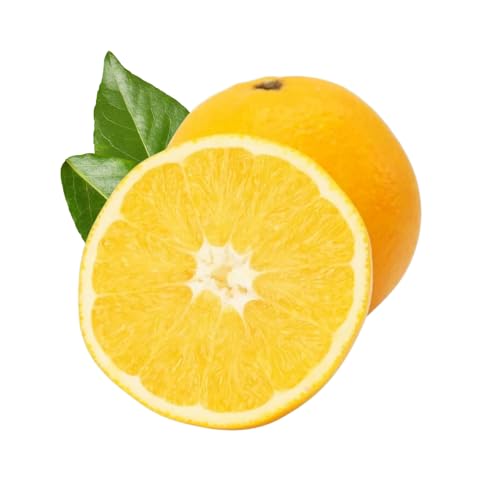 Muda Frutífera de Laranja Natal Enxertada