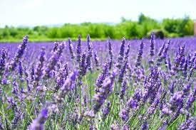 Grosso Lavender/Lavandin Lavandula X Intermedia/Fat Spike in 4 Inch Pot