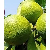 Image of GreenWorld Special Sweet Big Size Bari 1 Malta /Mosambi (GRAFTED) Live Plant,Healthy Lemon Plant,''Fruit After 1 Year''