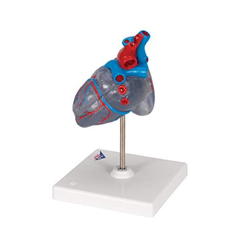 Image of 3B Scientific G08 /3 Classic Heart w / Conducting System 2-part - 3B Smart Anatomy
