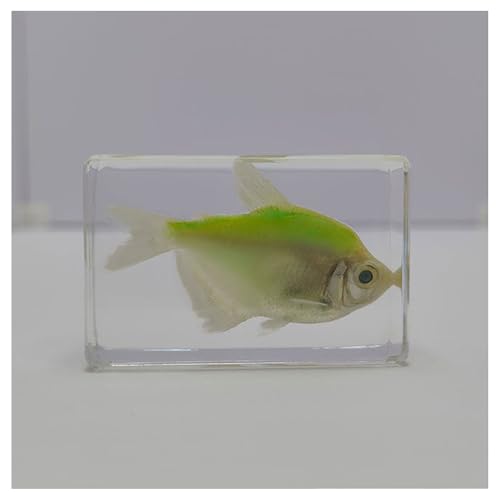 Marine Real Taxidermy Multicolor Fishes Block Unique Desk Decor Classroom Tool Preserved Fishes Specimen in Resin-D