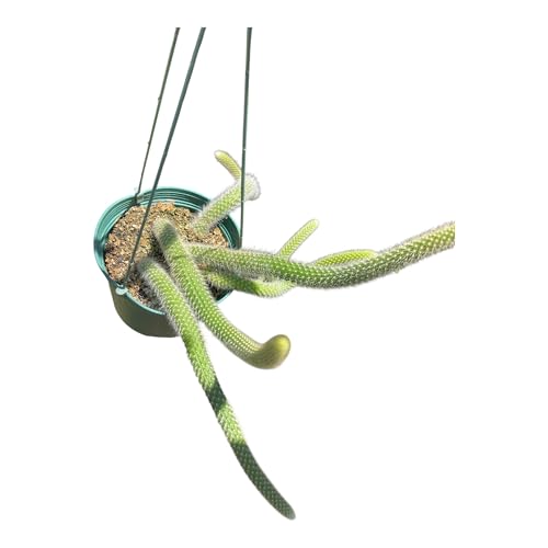 Rare Monkey Tail Cactus (Hildewintera colademononis) 6Inch Pot 5 Tails