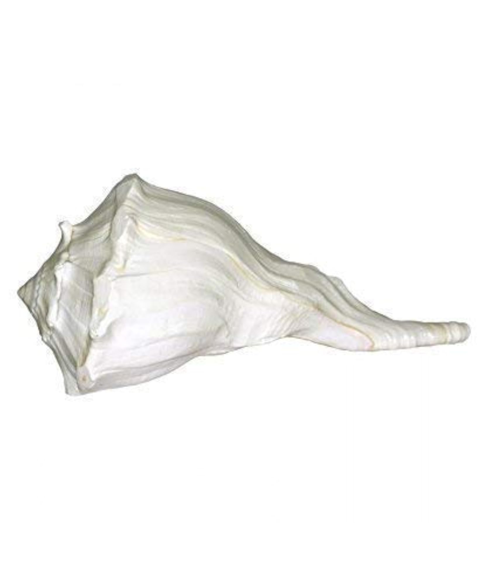 Dakshinavarti Shankh Natural Shell, White