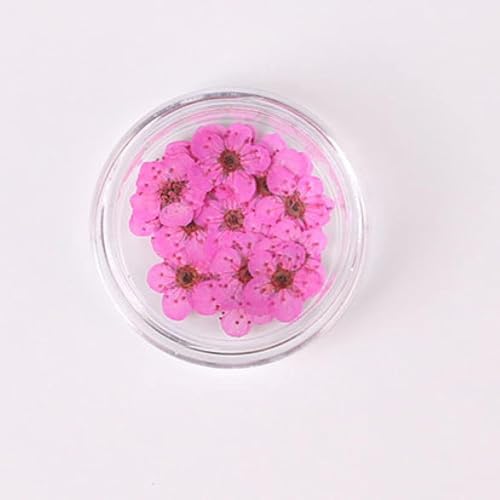 100 Piezas de Flores Secas de Narciso para Arte en Uñas miniatura 7