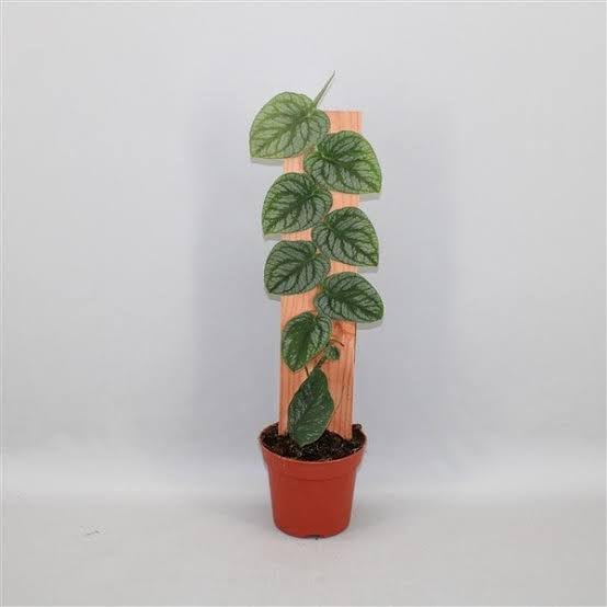 Mphmi Perennial NCR Live Plants Monstera dubia - Plant (B0CFHX1TF5) Amazon Price History, Amazon Price Tracker
