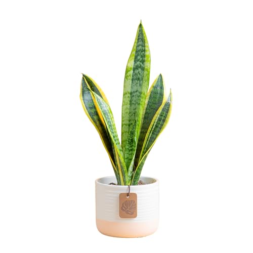 Costa Farms Snake Plant, Small Live...