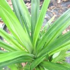 Organic Briyani Leaves Pandanus amaryllifolius,Basmati, Pandan Plant,Rambha,Biryani leaves,Rampe,Ramba Healthy Live 1 Healthy Bushy Plant In Grow-Bag.