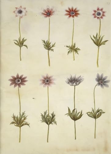 Reproducción Anémona Pavosnina de Hans Simon Holtzbecker Impresión en Lienzo de Alta Definición