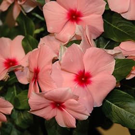 FERNSFLY Sadabahar Splendor Discover Our Stunning Vinca Flower Seeds for Vibrant Home Gardens and Natural Indoor Decor in Summer Hybrid Vinca Apricot (Pack Of 50 Seeds) (B0CQQQS7M7) Amazon Price History, Amazon Price Tracker