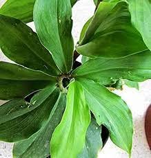 Guruji Plantation Insulin Plant Garden Live Plant Nursery Outdoor Living Plant (Green)