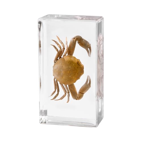 Image of Taxidermy Crabs Conch, Oceans Animals - Sea Creatures Specimen in Resin for Closer-Look & Study, Science Educational Classroom Specimens, Novelty for Home Office Decor, Amazing Gift (2.9x1.6x0.9-inch)