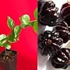 Product Photo 1