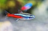 Swimming Creatures™ Most Popular Freshwater Aquarium Fish Collection (7 Neon Tetra)