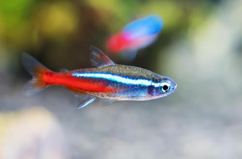 15 Neon Tetra (Paracheirodon innesi) Freshwater Aquarium Fish Live (Approx. Size 1.5 cm) (1-2cm...