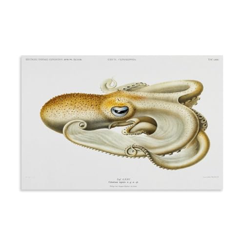Octopus Illustration by Carl Chun Poster�C���e���A�f�U�C���A�A�[�g�v�����g�̑����A�����̐V�����Ƃ̑��蕨�̂��߂̔������|�X�^�[24x36inch(60x90cm) Unframe-style