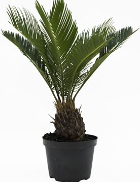 PlantaZee Ornamental cycus Palm Green Tree Seed Plant with Pot (B09G6ZRG6P) Amazon Price History, Amazon Price Tracker
