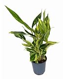 Planta natural Alpinia Zerumbet Variegata, 60-70 cm. Jenjibre variegado. Planta tropical con hojas verde-amarillas y flores blancas. Segura Garden.