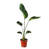Strelitzia Nicolai Pianta Viva Naturale – Ideale per Interni ed Esterni – Pianta Ornamentale in Vaso – Diverse Altezze Disponibili – Cura Facile (VASO D.17/100 CM)