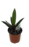 Generic FlowerPotNursery Moses in The Cradle Oyster Plant Tradescantia spathacea 4'' Pot, Green Purple