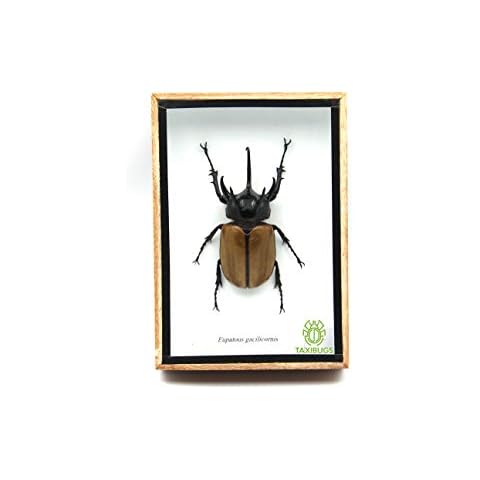 TAXIBUGS Rare Giant 5 Horn Rhino/Rhinoceros Beetle, Eupatorus gracilicornis, Taxidermy Insect Box Entomology Gift (Wooden Box) Cover