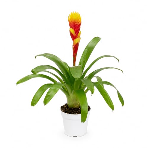 Bromeliad Tosca Live Plant with Flower Bromeliads Live Plant Flowering Indoor Plants Perfect Mothers Day Plants Gift Colorful Live Plants