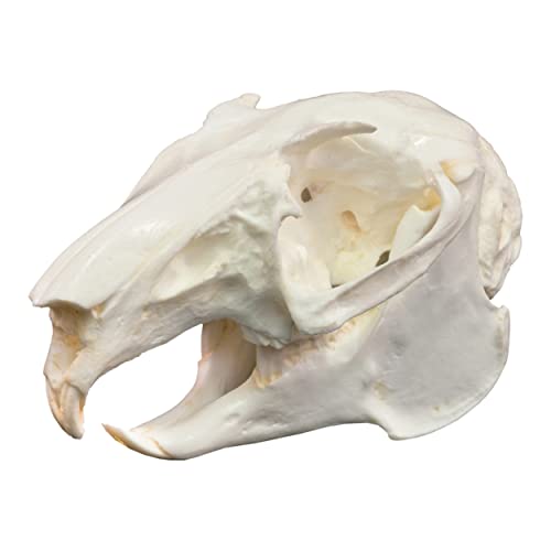 Snowshoe Hare Skull (Teaching Quality Replica)