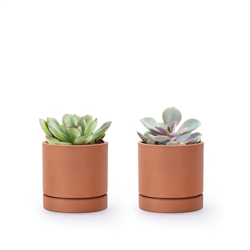 Dvine Dev XX-Small 3 Inch Terracotta Plant Pot with Drainage Hole and Saucer Round Cylinder Planter Pot for Indoor Plants Set of 2 40-X-B-0