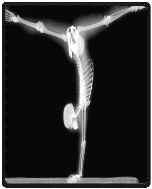 Custom Gymnastics 40 x 50 inches(Small) Fleece Blankets Throws