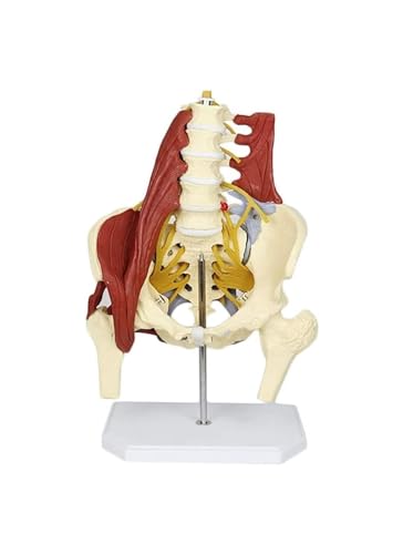 Modelo de Pelvis Femenina, Columna Vertebral científica con Modelo de anatomía Muscular del Suelo pélvico, Modelo anatómico de Esqueleto Adulto de tamaño Natural