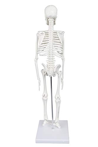 Vision Scientific Vas203 17” (43Cm) Desktop Skeleton #TOP2