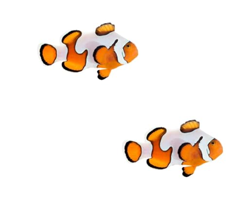 2-Pack Gladiator Ocellaris Fish