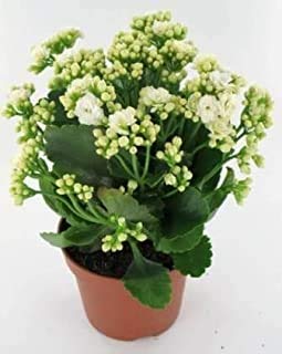See full amazon price history chart for Delorea Live Kalanchoe Orange Attractive Plant With Pot Delorea Live Kalanchoe Orange Attractive Plant With Pot (B096MLB5G7) Amazon Price History, Amazon Price Tracker