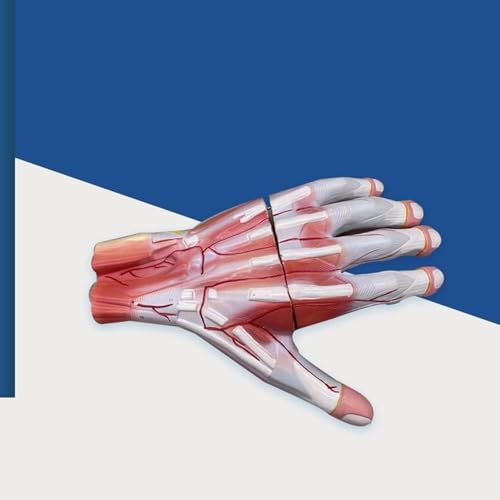Modèles de muscles de la main AMITD jouets éducatifs anatomie et nerfs