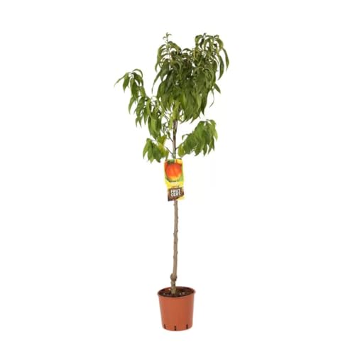 Vivaio Garden Forest, Nettarina Fairlane (Pesco Noce) - Albero da frutto, Nettarine medio-grosse a buccia liscia, Polpa gialla dolce non spicca, Ideale per consumo fresco e dolci