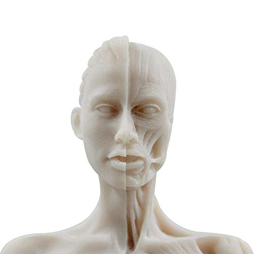 Human Body Musculoskeletal Anatomical Model For Study And Teaching (30Cm3) #TOP7