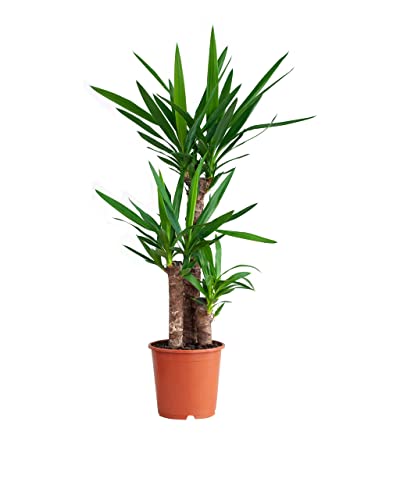 PLNTS - Elephantipes Yucca - Plante verte - Plante d'intérieur en 21 cm Pot - Hauteur 100 cm