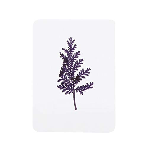 Hojas y flores prensadas secas para manualidades miniatura 5