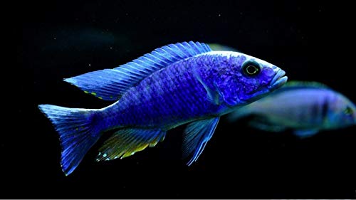 熱帯魚 アフリカンシクリッド シノティラピア アフラ ジャロリーフ 
