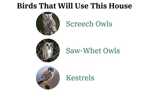 Ultimate Poly Screech Owl or Saw-Whet Owl House Nesting Box 082045032970-Poly