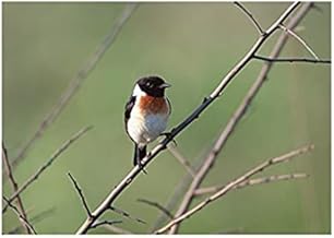 فوتو بلوك تابلوه بتصميم طيور - 23 × 15 سم