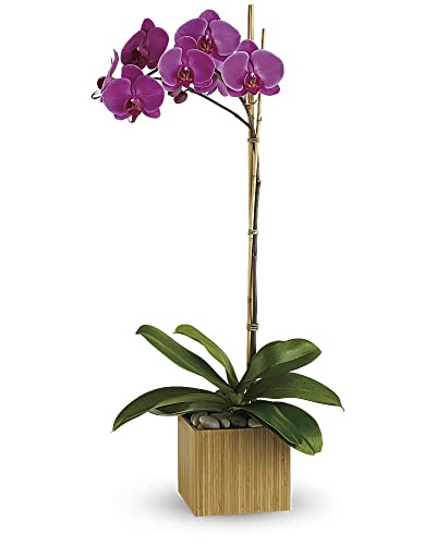 Orquídea Royal Morado PREMIUM Planta Exclusiva de Interior con Flores Moradas