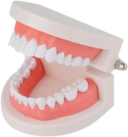 Dental Teeth Model | Premium Typodont, Denture Demonstration Model | Master Dental Anatomy With This Dental Model